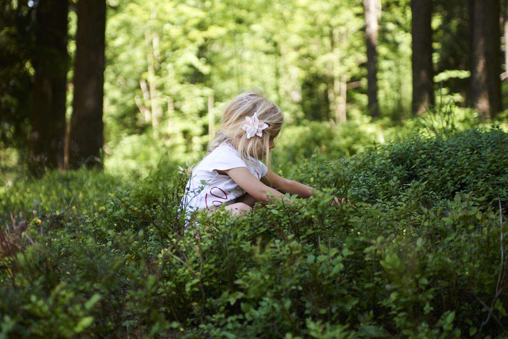 Blond little girl picking fresh berries on blueberry field in forest.