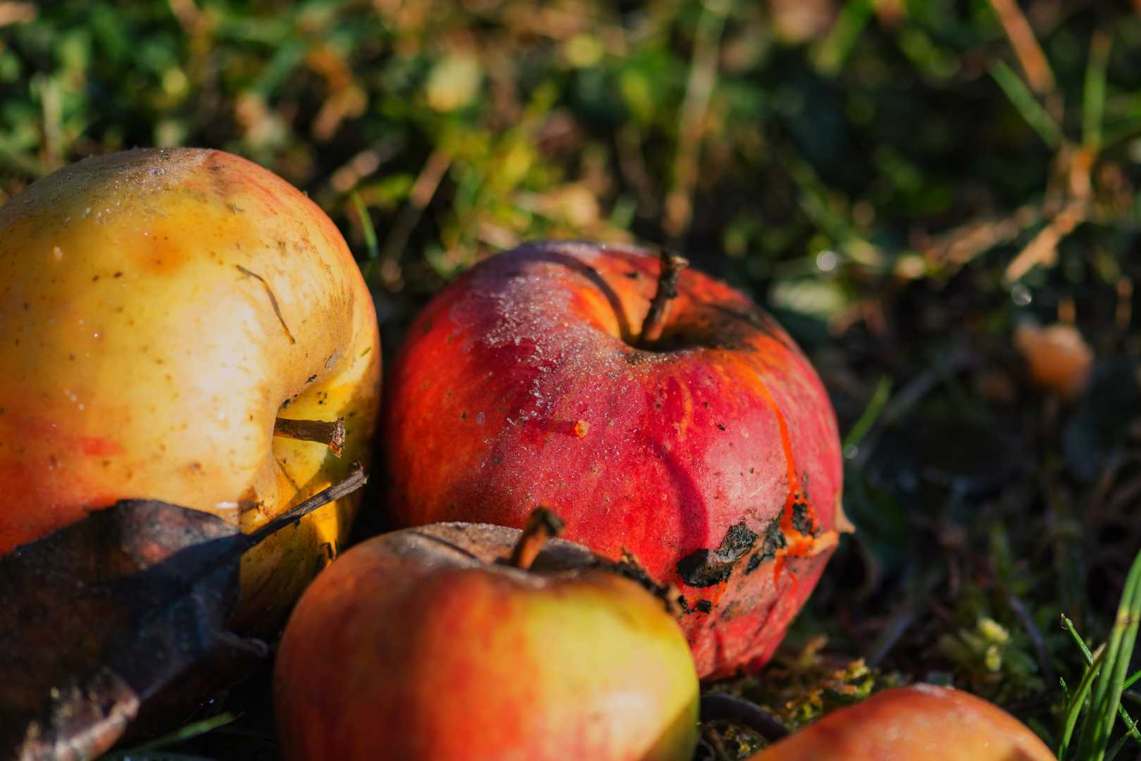 Äpfel im Herbst